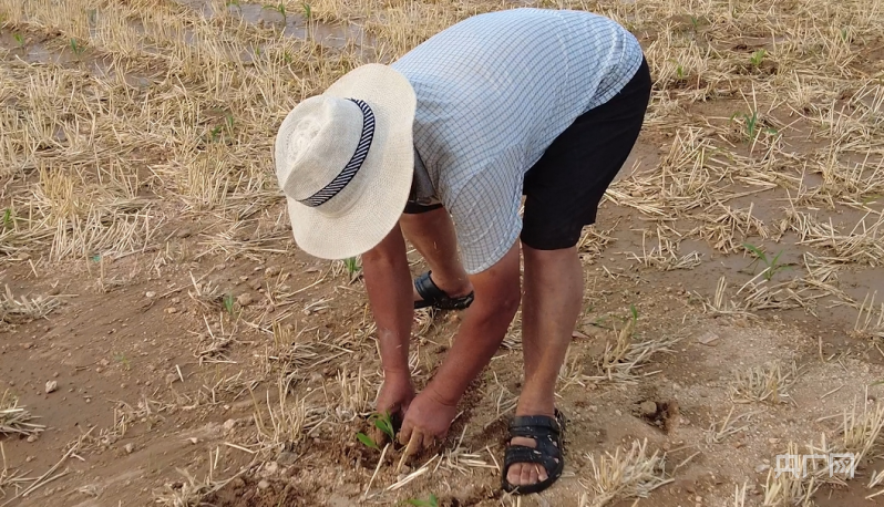 在现场|山东沂水:降水较去年减少六成当地多措并举保障夏种用水(图2)