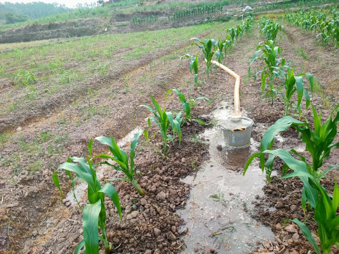 中和镇：干群同心战旱情全力以赴保春耕(图2)