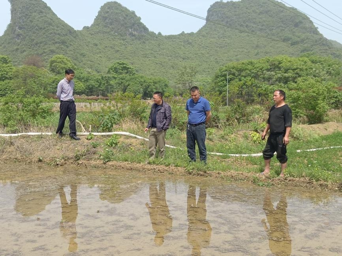 桂林市阳朔县农机中心助力种粮大户抗旱守护粮食生产生命线(图3)