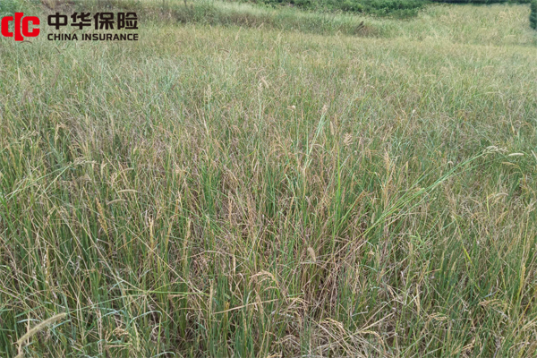 中华财险望城支公司紧急捐赠50台水泵助农抗旱(图1)