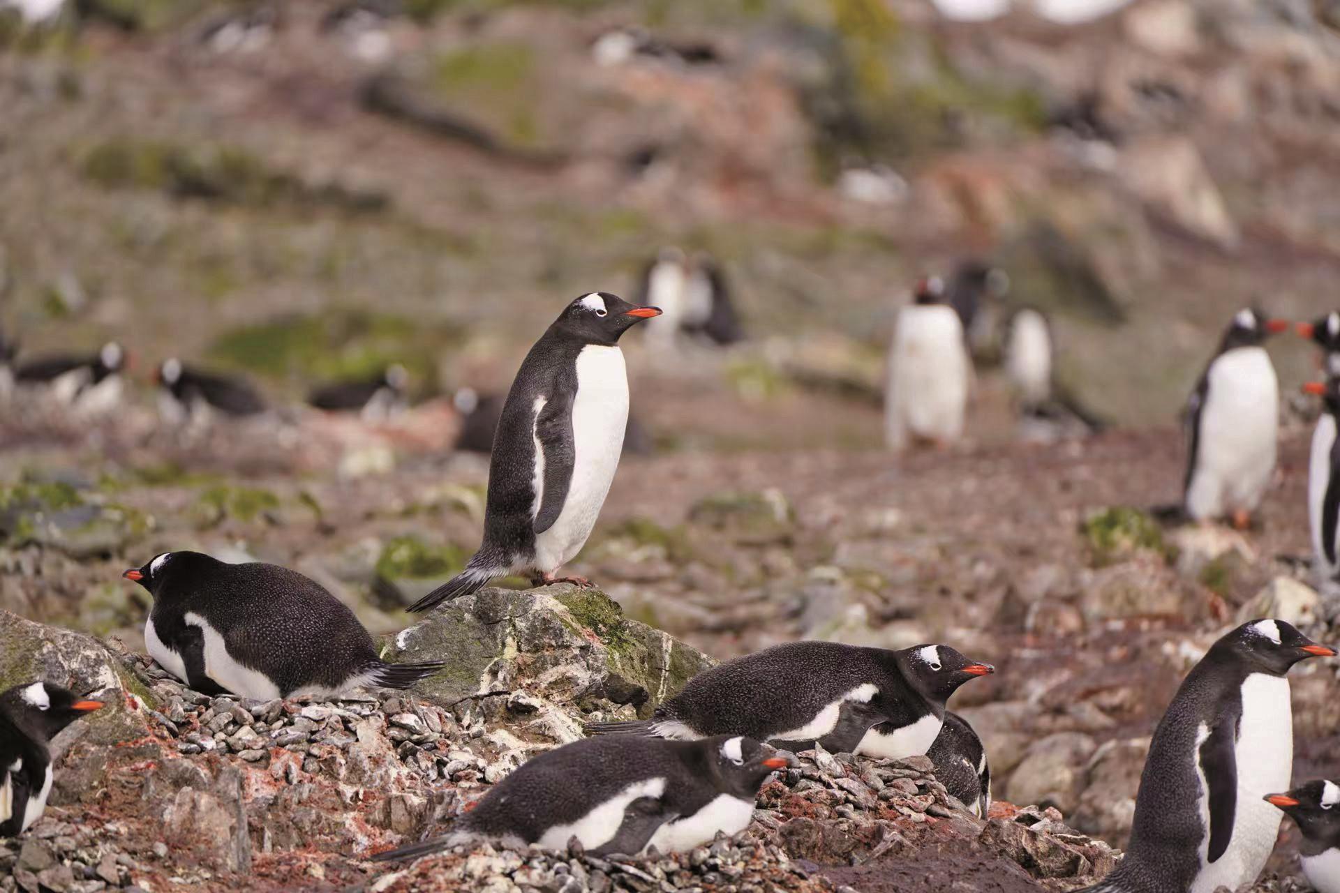 他们在长城站写南极“生态日记”(图1)