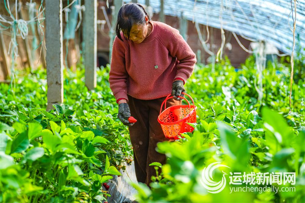 养鱼不换水种菜不施肥(图3)