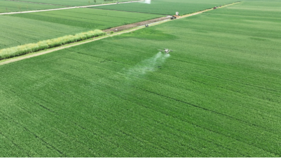 南阳市宛城区：科技赋能助力小麦稳产增收(图1)